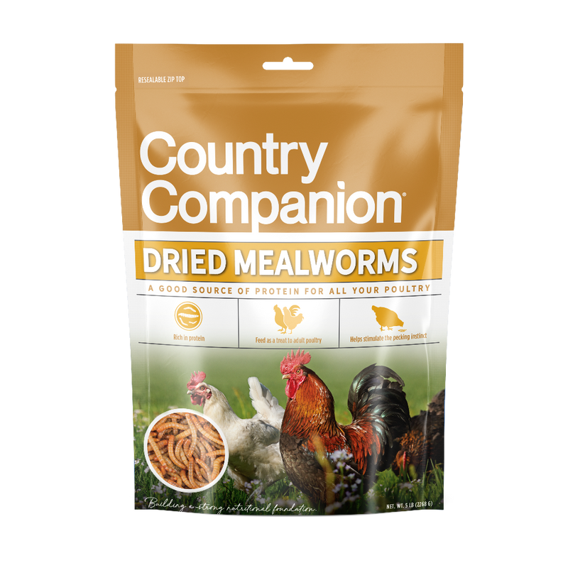 Dried Mealworms