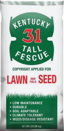 Kentucky 31 Fescue